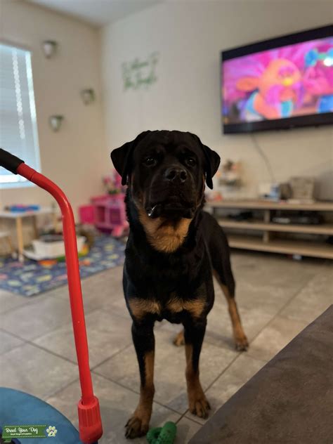 Purebred Rottweiler Stud Service - Stud Dog in Southern , United States