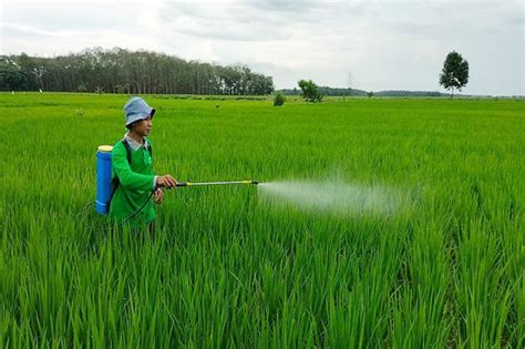 Petani Oki Mulai Geluti Pertanian Organik Berbasis Em Pak Oles Online