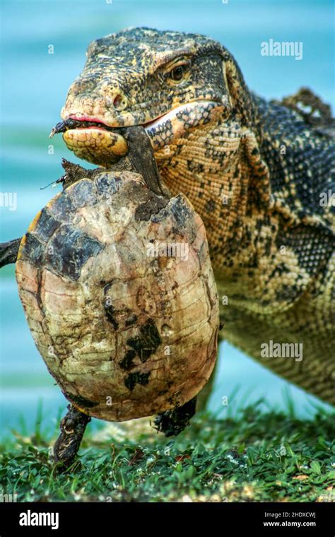 Feeding Turtle Monitor Lizard Feed Feedings Turtles Monitor