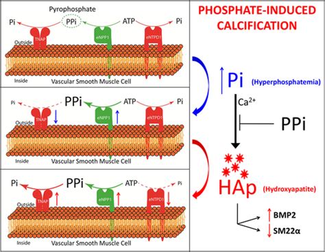 Pyrophosphate Atp