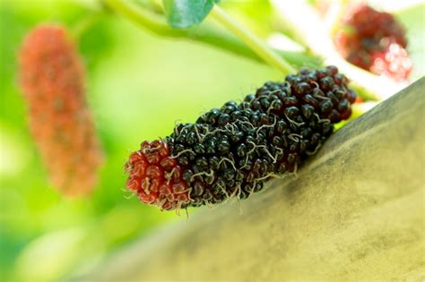 Premium Photo | Fresh mulberry on tree, fruit