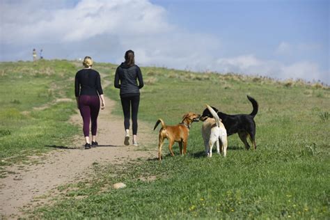 Best Off Leash Dog Parks In Colorado Uchealth Today