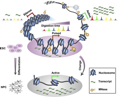 Analysis Of Local Chromatin States Reveals Gene Transcription Potential