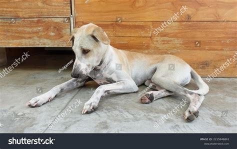 Full Body Kintamani Bali Dog Facing Stock Photo 2215846841 Shutterstock