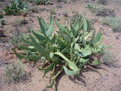 Opuntia Engelmannii Alchetron The Free Social Encyclopedia