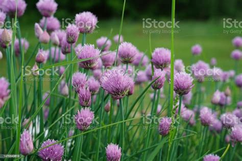 Purple Chive Flowers Growing In A Garden During The Summer Stock Photo