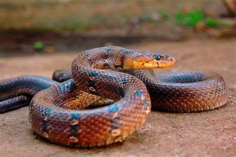 Over 100 Kids Sick After Snake Found In School Meal In 2025 Franetic