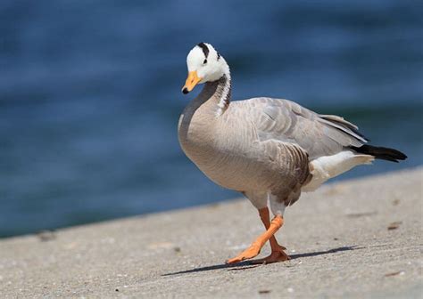 The Bar-Headed Goose - The Formidable "Astronaut Goose"