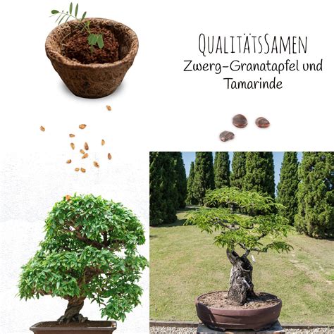 Bonsai Starter Kit Inkl Ebook Pflanzset Aus Kokost Pfen Samen