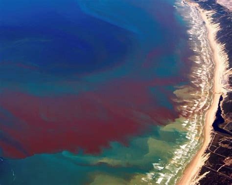 Red Tide In Florida The Science Behind It