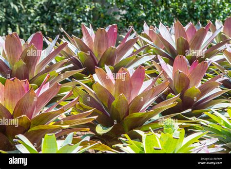 Alcantarea Extensa Bromeliads That Originate From Brazil Here In The