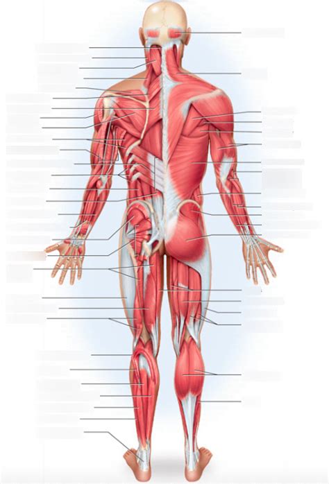 The Muscular System Posterior View Diagram Quizlet