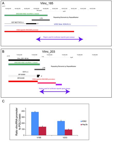 Luciferase reporter assays. Diagrams of the regions used for the ... 