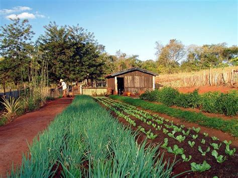 Agricultura de subsistência Toda Matéria