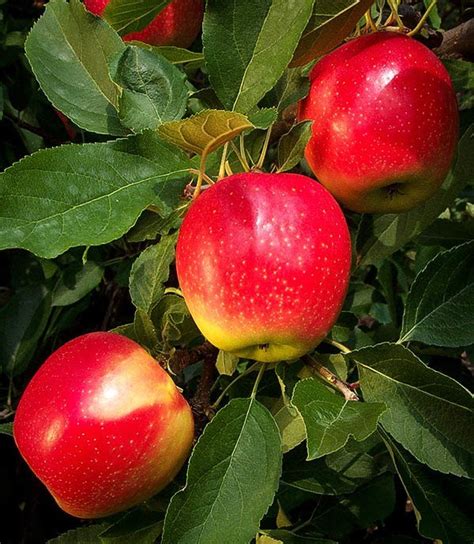 Gala Apple Trees For Sale The Tree Center™