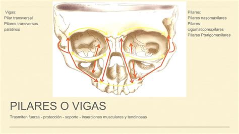 Fracturas Del Tercio Medio Facial Pptx Ppt