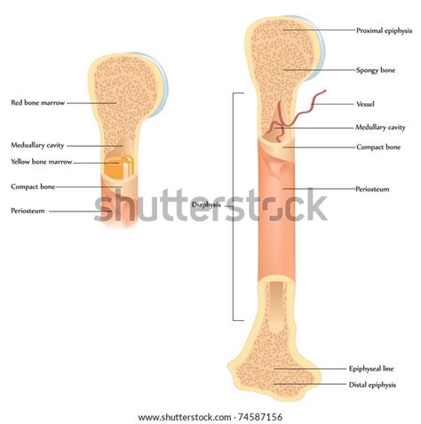 Human Bone Anatomy Illustration Showing Detailed Stock Vector Royalty