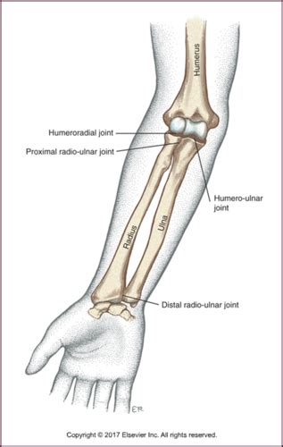 BS 3 Exam 1 Elbow And Forearm Flashcards Quizlet