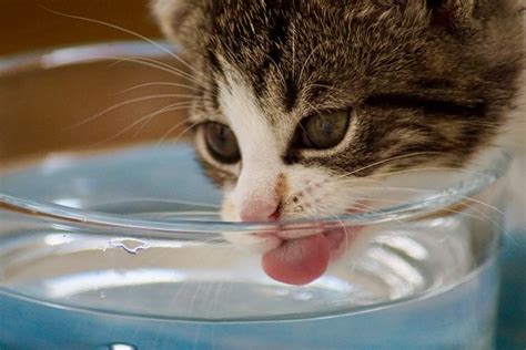 C Mo Estimular A Tu Gato A Beber Agua Hospital Veterinario En