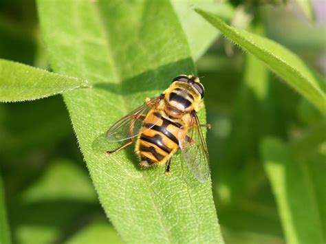 Myathropa Florea Gemeine Doldenschwebfliege Weibchen N Flickr