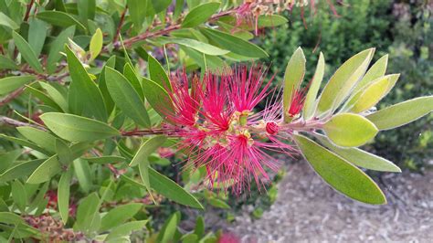 Callistemon Citrinus Endeavour Alpine Nurseries