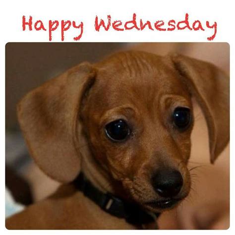 Happy Wednesday Dachshund Love Dachshund Puppies Puppy Dog Eyes