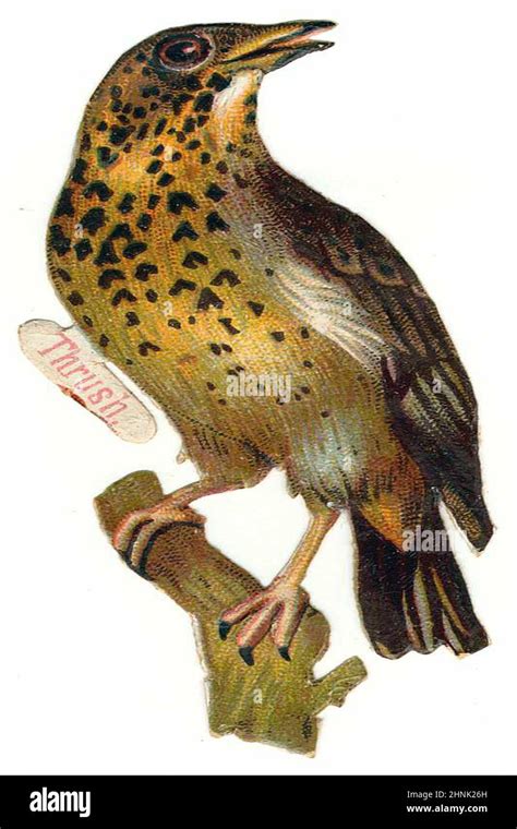 Vintage Bird illustrations Stock Photo - Alamy