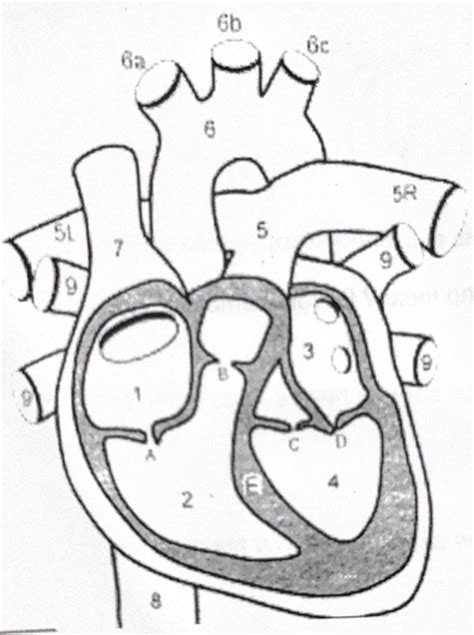 Biomed Final Diagram Quizlet