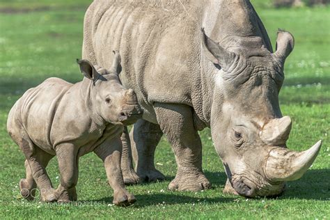 Baby Rhino with Mom by Gerald_H | Kevin Seawright's WordPress Blog