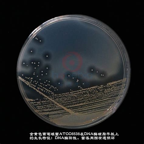 金黄色葡萄球菌atcc6538 Dna酶琼脂 微生物图片 青岛海博生物