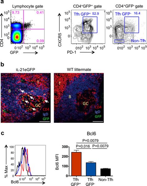 Gfp Expression Defines A Subpopulation Of Tfh Cells In Pp Of Il Egfp