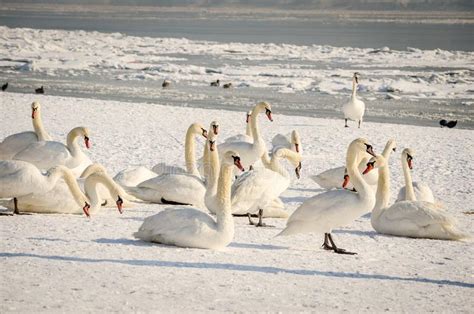 Flock Of Mute Swans Stock Image Image Of Flock Abbotsbury 76257365