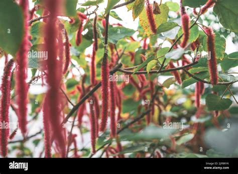 Hamamatsu Flower ParkJapan Stock Photo Alamy