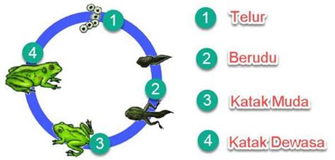 Membandingkan Siklus Hidup Beberapa Jenis Hewan