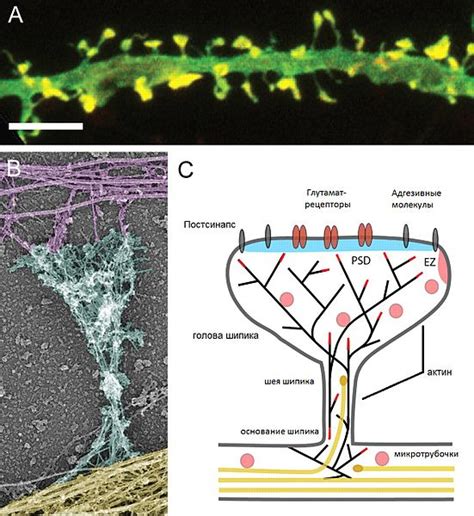 How Do Dendrites Make Decisions