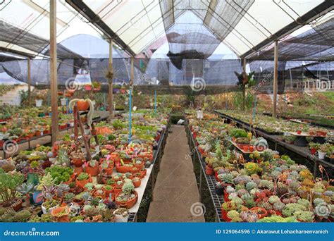 Collection Of Cactus And Succulent Garden Greenhouse For Dry Loving And