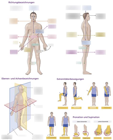 Schaubild Richtungsbezeichnungen Am K Rper Quizlet