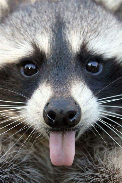 Rocky Raccoon Close Up Shot