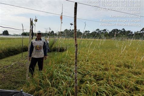 Foto Potret Padi Sawah Di Bangka Belitung Terkendala Pupuk Dan Air