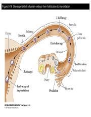 Unraveling Mammalian Body Plan Establishment From Embryo Course Hero