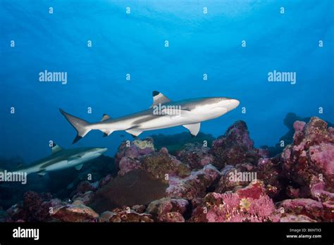 Blacktip Reef Sharks Carcharhinus Melanopterus Yap Micronesia Stock