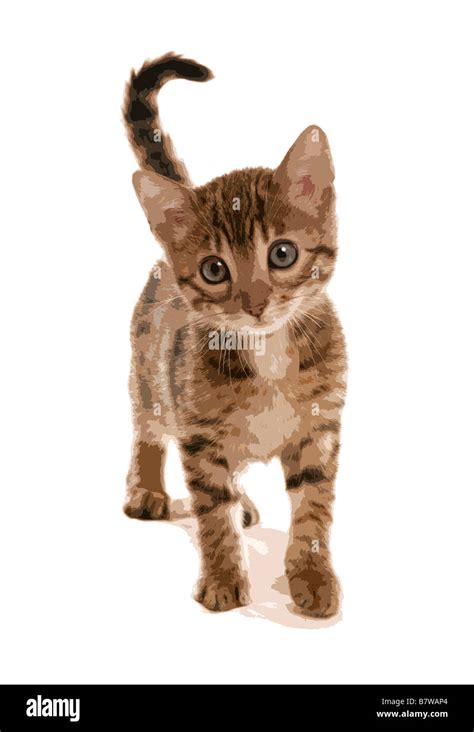 Brown Spotted Bengal Kitten Popart Portrait Illustration Stock Photo