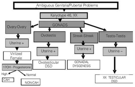 Diagnosis Algorithm Of 46xx Testicular Dsd With Ambiguous Genitalia