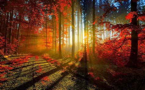 Autumn Red Forest Red Fall Forest Hd Wallpaper Pxfuel