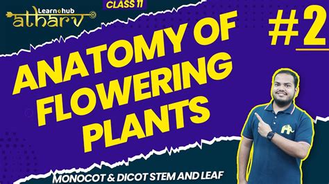 Anatomy Of Flowering Plants Class 11 Biology Ncert Chapter 6 2