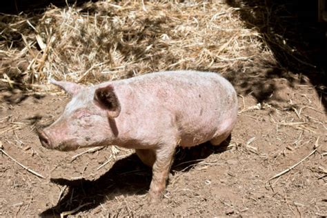 Wild Pig Australia Stock Photos, Pictures & Royalty-Free Images - iStock