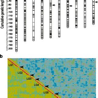 Linkage Length And Marker Distribution Of The Framework Linkage Map