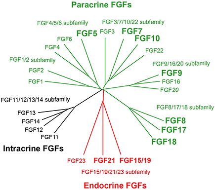 Frontiers Roles Of Fgfs As Paracrine Or Endocrine Signals In Liver