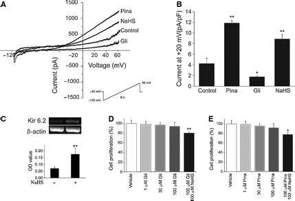 Effect Of NaHS On KATP Channels A Superimposed KATP Current Traces