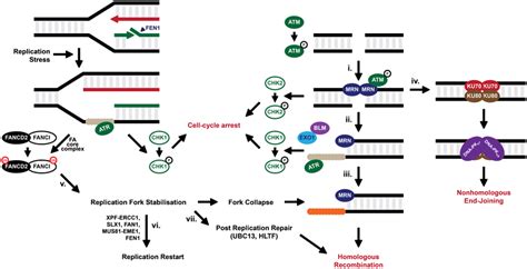 Model For The Repair Of Dna Double Strand Breaks Dsbs Are Recognised